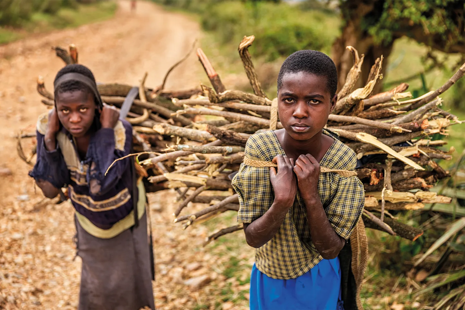 A child carries a heavy bundle of firewood on their back along a rural path.